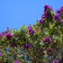 Tibouchina lepidota ‘Alstonville’ | Purple Flowering Tree - Oldboy&