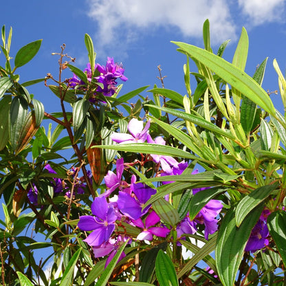Tibouchina lepidota ‘Alstonville’ | Purple Flowering Tree - Oldboy&