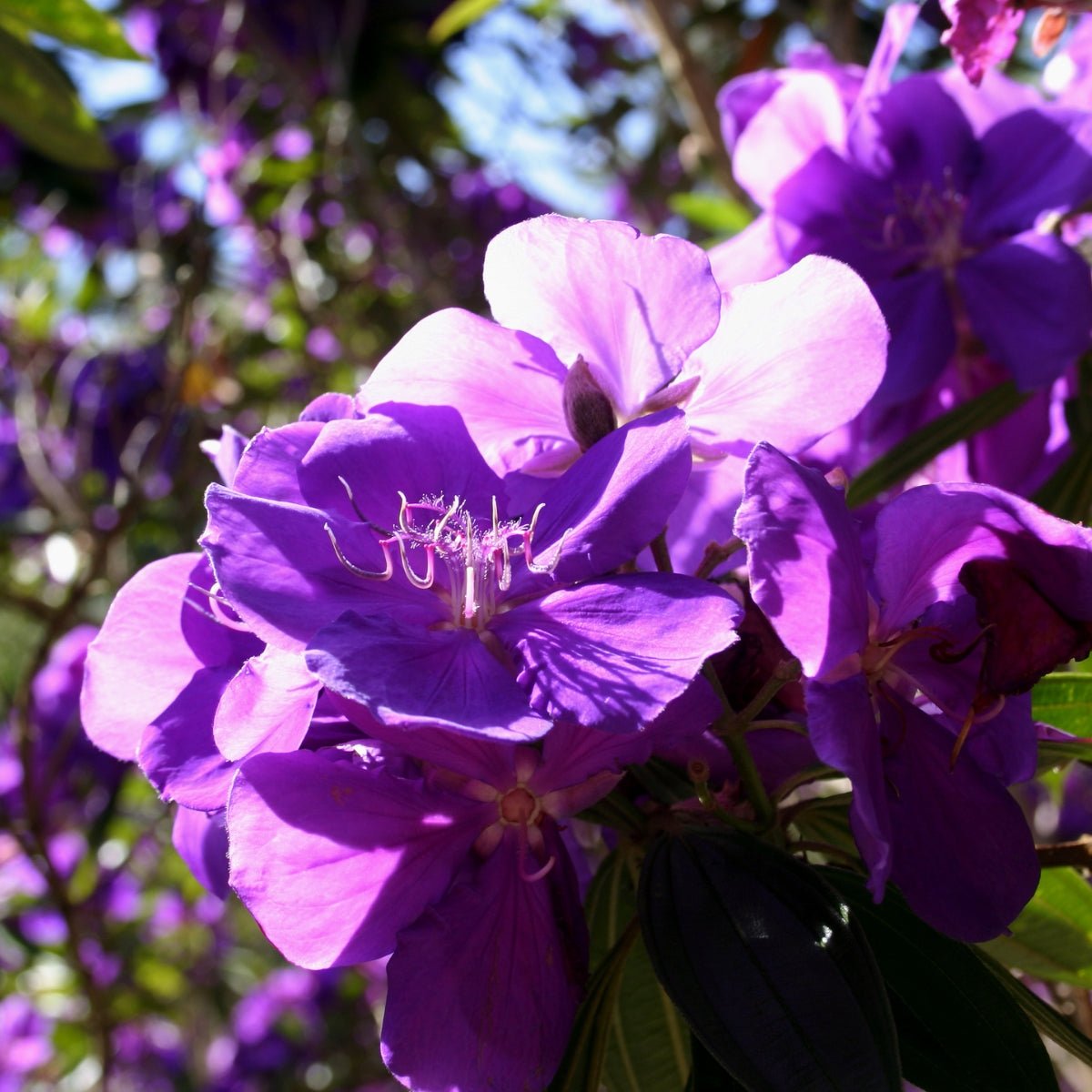 Tibouchina lepidota ‘Alstonville’ | Purple Flowering Tree - Oldboy&