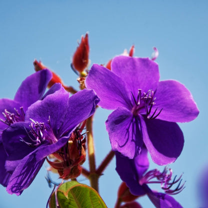 Tibouchina lepidota ‘Alstonville’ | Purple Flowering Tree - Oldboy&