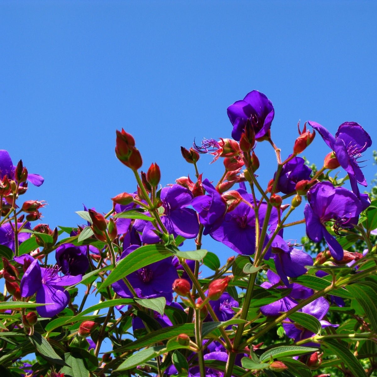 Tibouchina lepidota ‘Alstonville’ | Purple Flowering Tree - Oldboy&