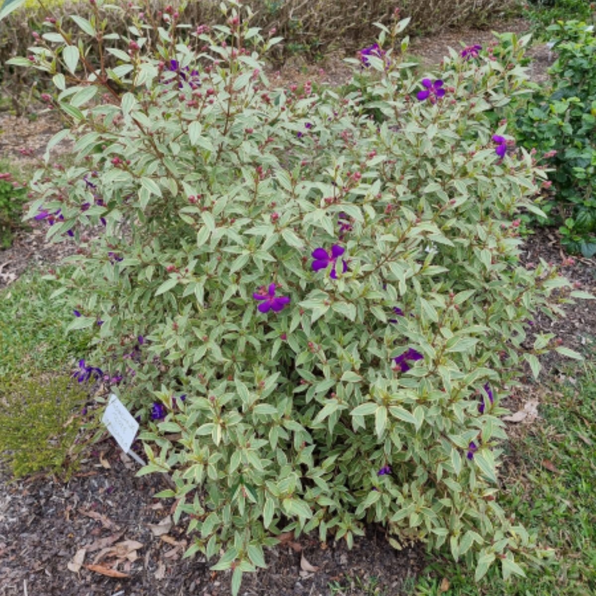 Tibouchina ‘Melodie’ PBR – Premium Purple Glory Bush for Australian Gardens - Oldboy&