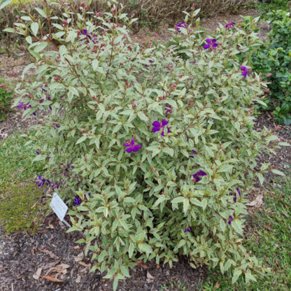 Tibouchina ‘Melodie’ PBR – Premium Purple Glory Bush for Australian Gardens - Oldboy&