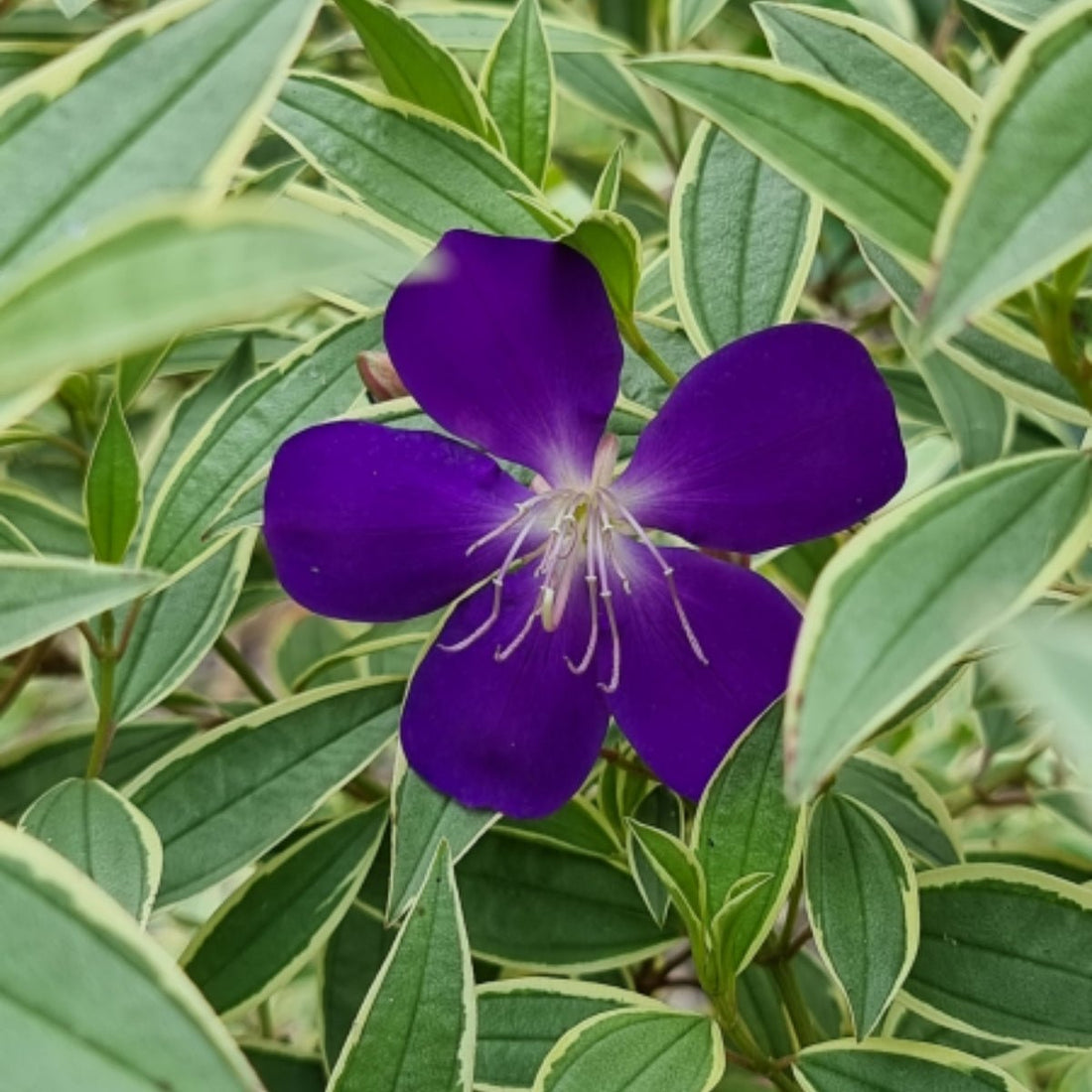 Tibouchina ‘Melodie’ PBR – Premium Purple Glory Bush for Australian Gardens - Oldboy&