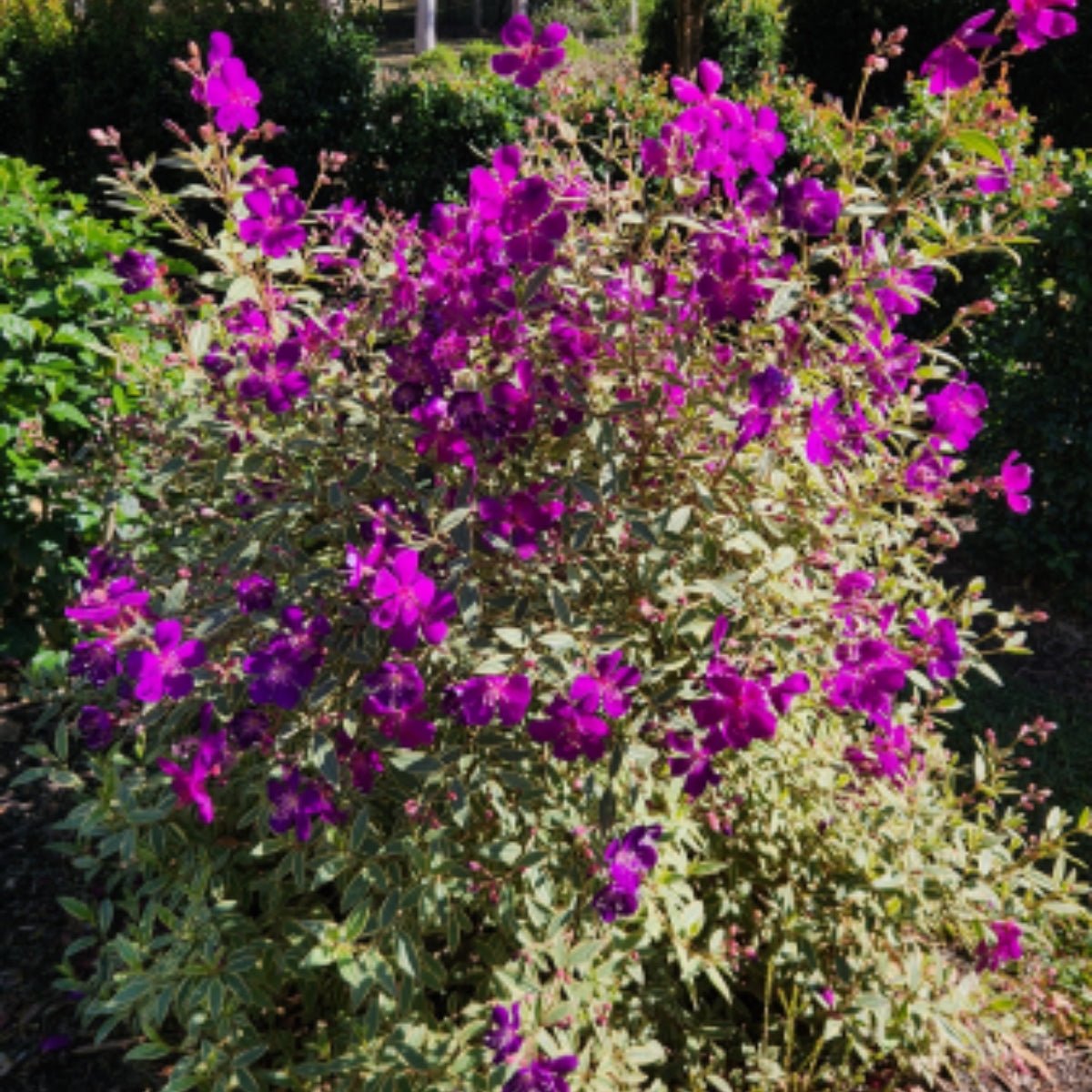 Tibouchina ‘Melodie’ PBR – Premium Purple Glory Bush for Australian Gardens - Oldboy&