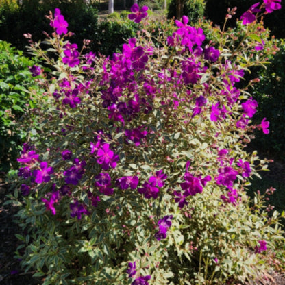 Tibouchina ‘Melodie’ PBR – Premium Purple Glory Bush for Australian Gardens - Oldboy&