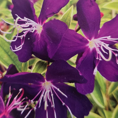 Tibouchina ‘Melodie’ PBR – Premium Purple Glory Bush for Australian Gardens - Oldboy&
