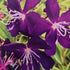Tibouchina ‘Melodie’ PBR – Premium Purple Glory Bush for Australian Gardens - Oldboy&