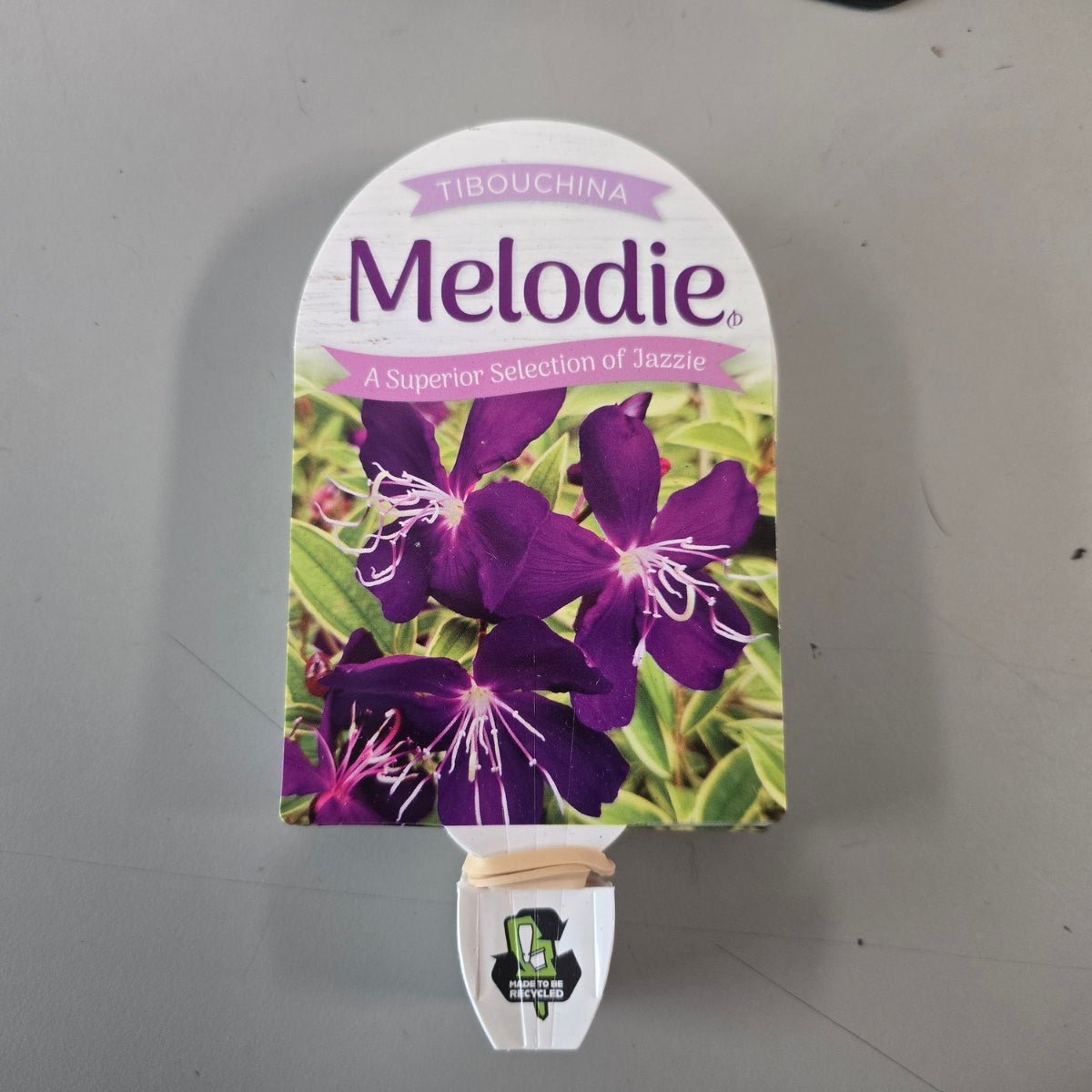 Tibouchina ‘Melodie’ PBR – Premium Purple Glory Bush for Australian Gardens - Oldboy&