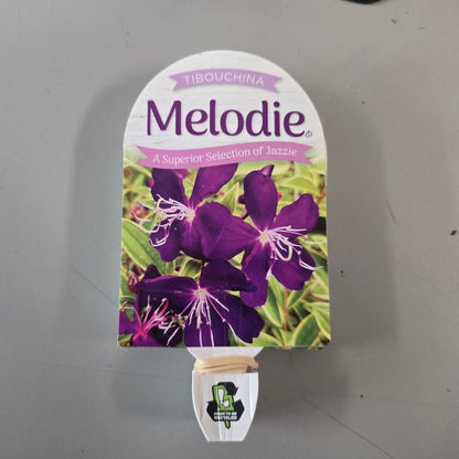 Tibouchina ‘Melodie’ PBR – Premium Purple Glory Bush for Australian Gardens - Oldboy&
