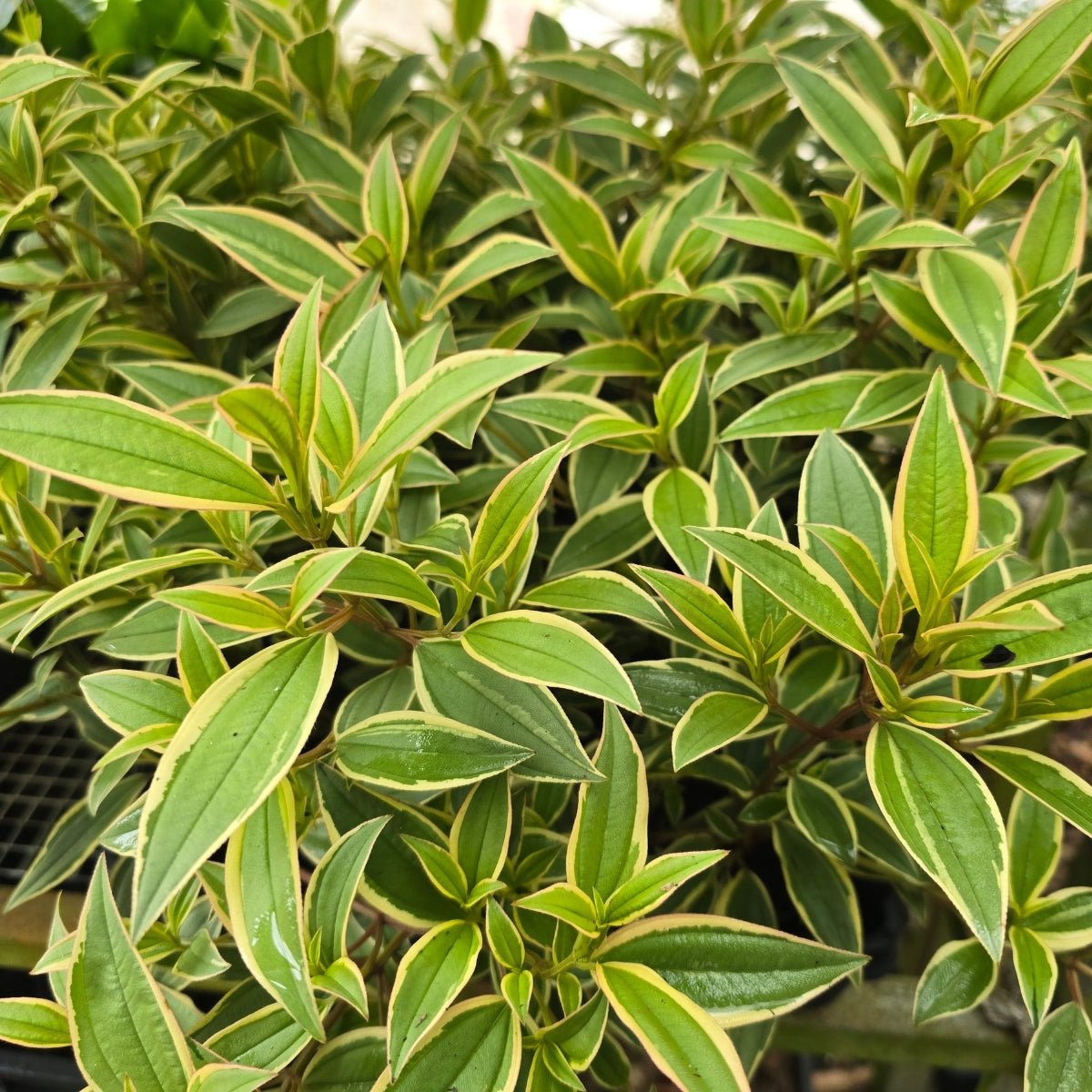 Tibouchina ‘Melodie’ PBR – Premium Purple Glory Bush for Australian Gardens - Oldboy&