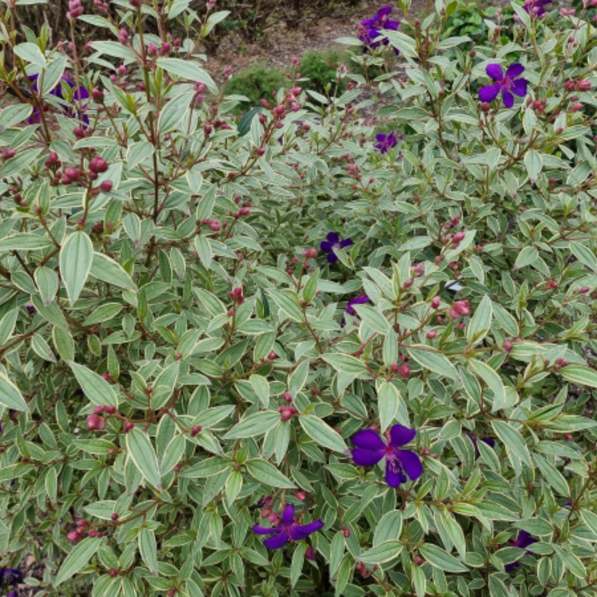 Tibouchina ‘Melodie’ PBR – Premium Purple Glory Bush for Australian Gardens - Oldboy&