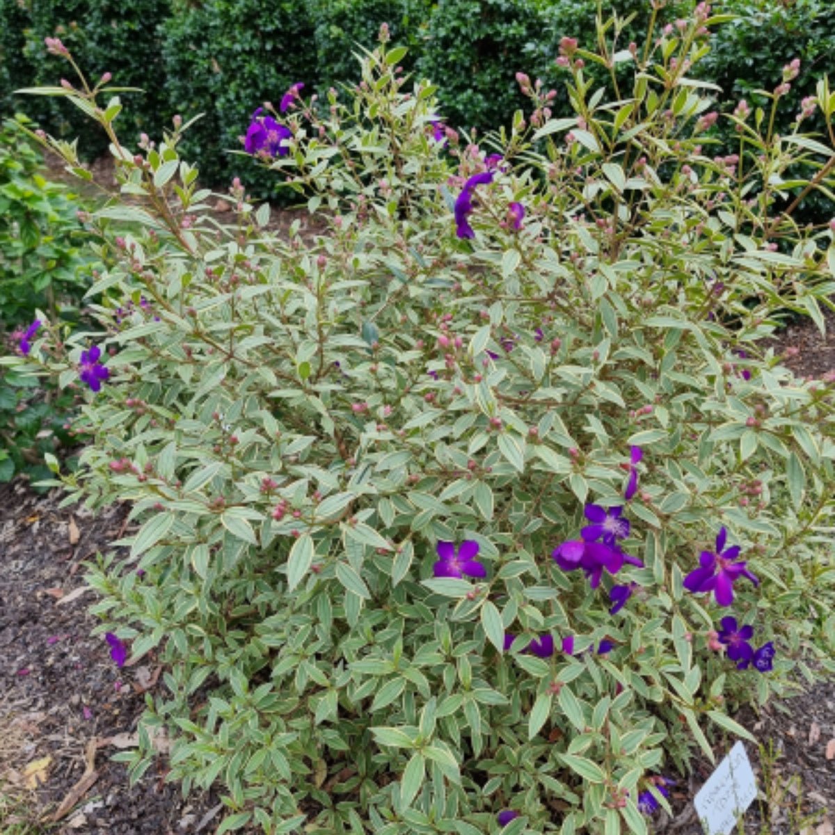 Tibouchina ‘Melodie’ PBR – Premium Purple Glory Bush for Australian Gardens - Oldboy&