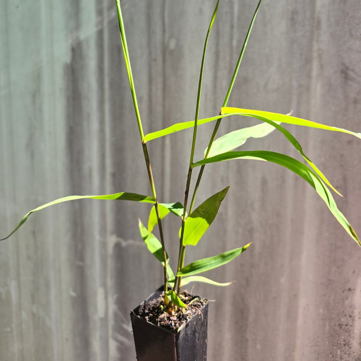 Tiger Grass (Thysanolaena maxima) | Non-Invasive Bamboo Alternative | 42mm Pot - Oldboy&