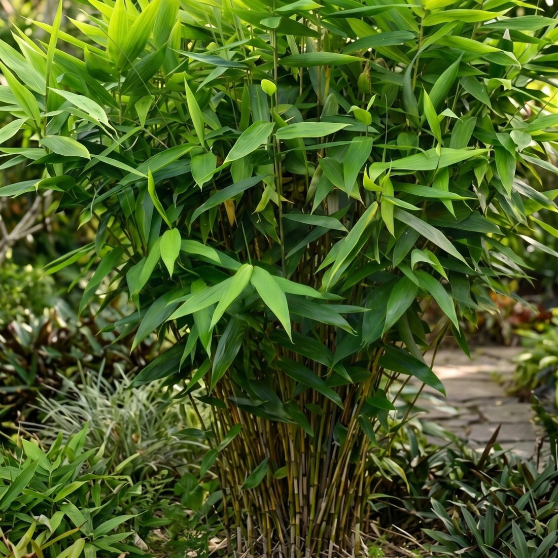 Tiger Grass (Thysanolaena maxima) | Non-Invasive Bamboo Alternative | 42mm Pot - Oldboy&