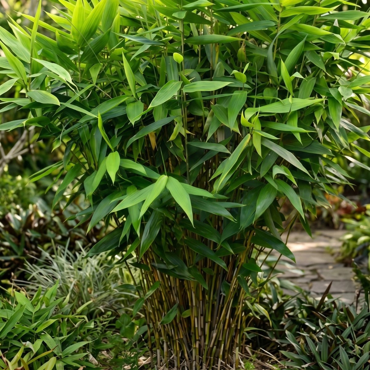 Tiger Grass (Thysanolaena maxima) | Non-Invasive Bamboo Alternative | 42mm Pot - Oldboy&