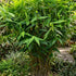 Tiger Grass (Thysanolaena maxima) | Non-Invasive Bamboo Alternative | 42mm Pot - Oldboy&
