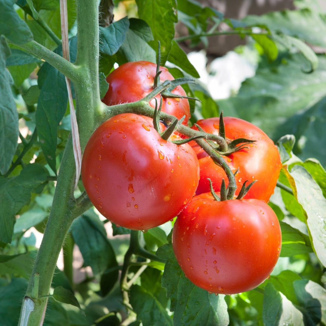 Tomato KY1 Seeds (Solanum lycopersicum) - Oldboy&