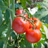 Tomato KY1 Seeds (Solanum lycopersicum) - Oldboy&