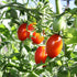 Tomato Oxheart Pink Seeds (Solanum lycopersicum) - Oldboy&