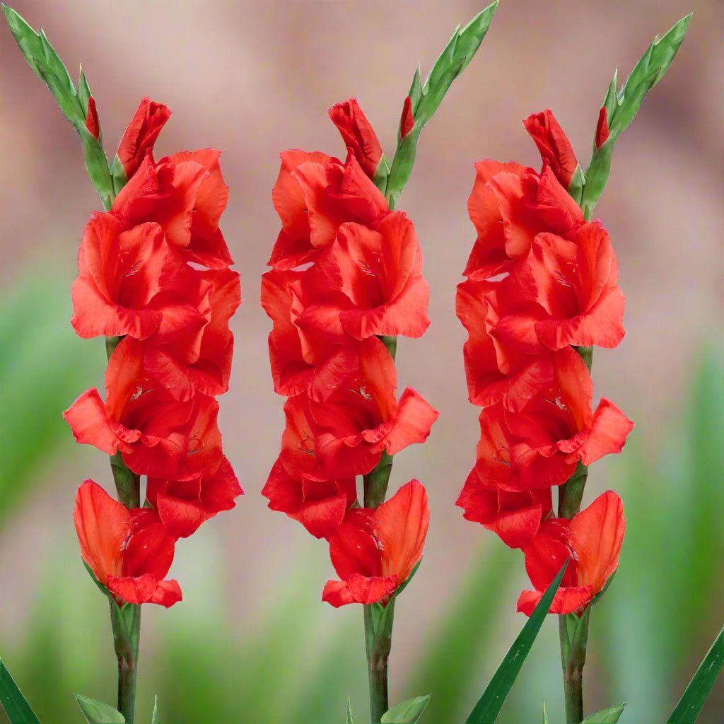 Toscane - Gladioli - Bulb - Gladiolus Grandiflorus – Delightful Red Blooms - Oldboy&
