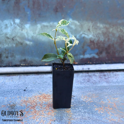 Trachelospermum jasminoides &