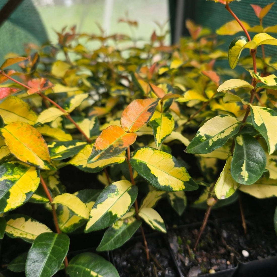 Trachelospermum ‘Summer Sunset’ – Variegated Star Jasmine with Bold Foliage - Oldboy&