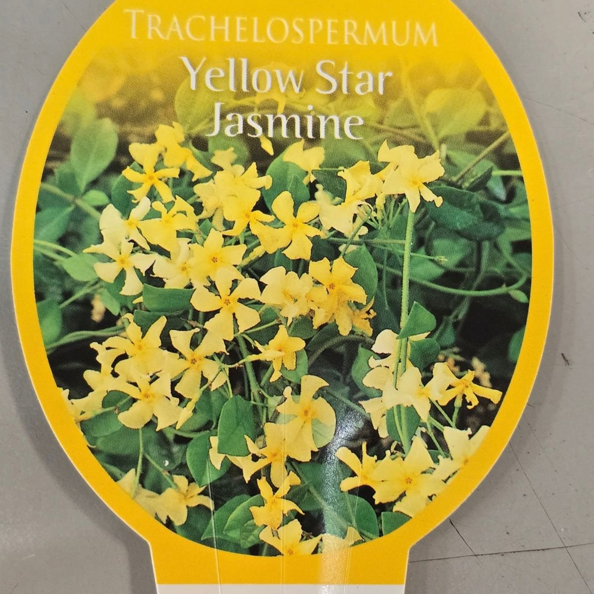 Trachelospermum Yellow Star – Golden Star Jasmine - Oldboy&
