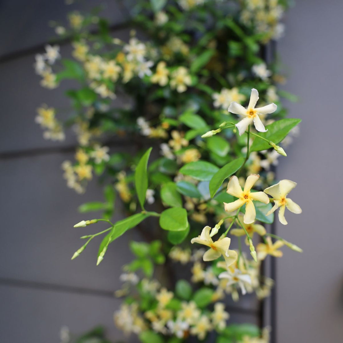 Trachelospermum Yellow Star – Golden Star Jasmine - Oldboy&