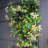 Trachelospermum Yellow Star – Golden Star Jasmine - Oldboy&