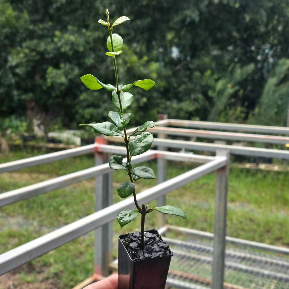 Trachelospermum Yellow Star – Golden Star Jasmine - Oldboy&