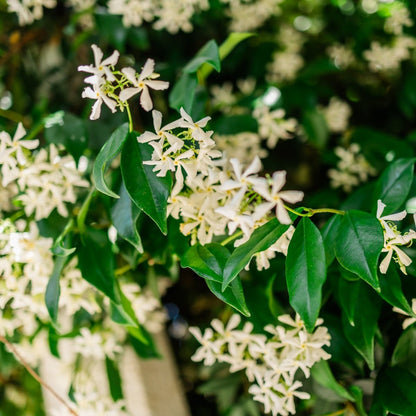 Trachelospermum Yellow Star – Golden Star Jasmine - Oldboy&