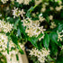 Trachelospermum Yellow Star – Golden Star Jasmine - Oldboy&
