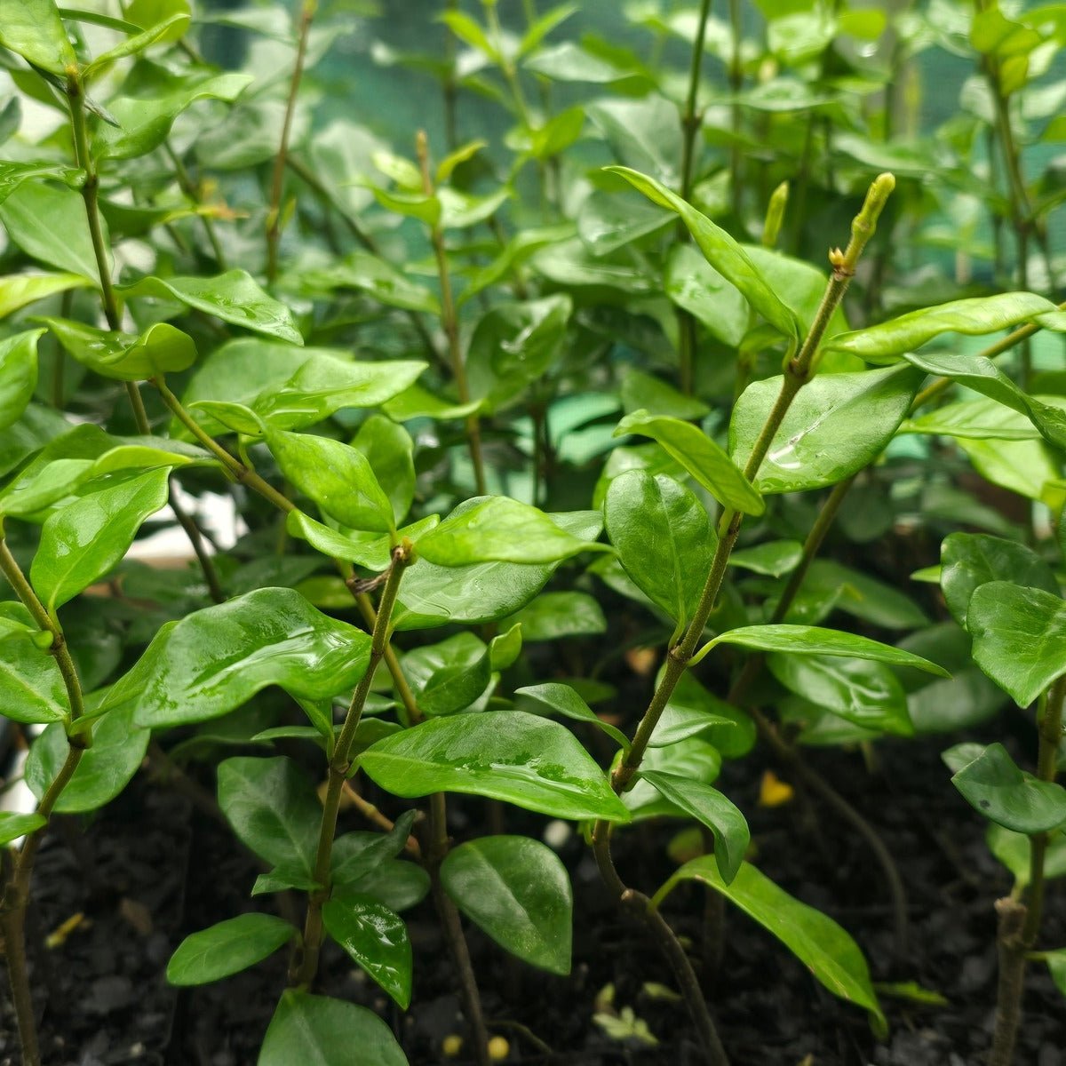 Trachelospermum Yellow Star – Golden Star Jasmine - Oldboy&