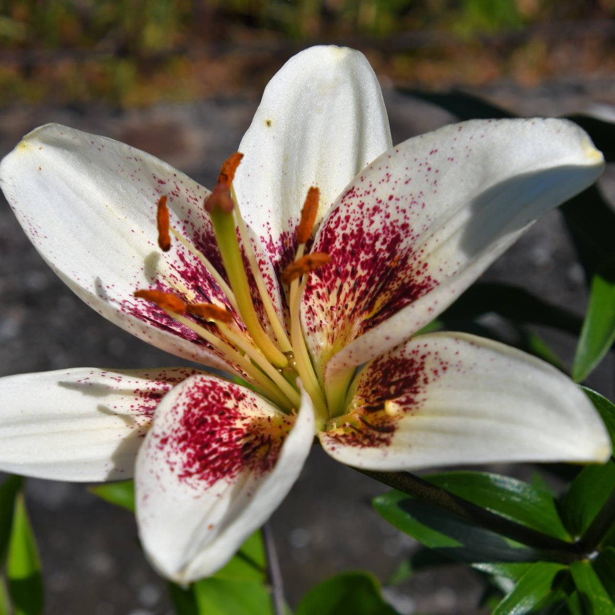 ‘Tribal Kiss’ – White &amp; Maroon Tango Lilium Bulb – Bold Upfacing Blooms - Oldboy&