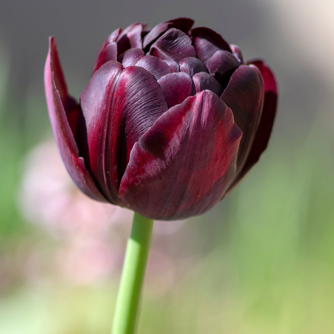 Triumph Tulip ‘Black Diamond’ (Tulipa hybrida) – Dark Purple to Black Blooms - Oldboy&