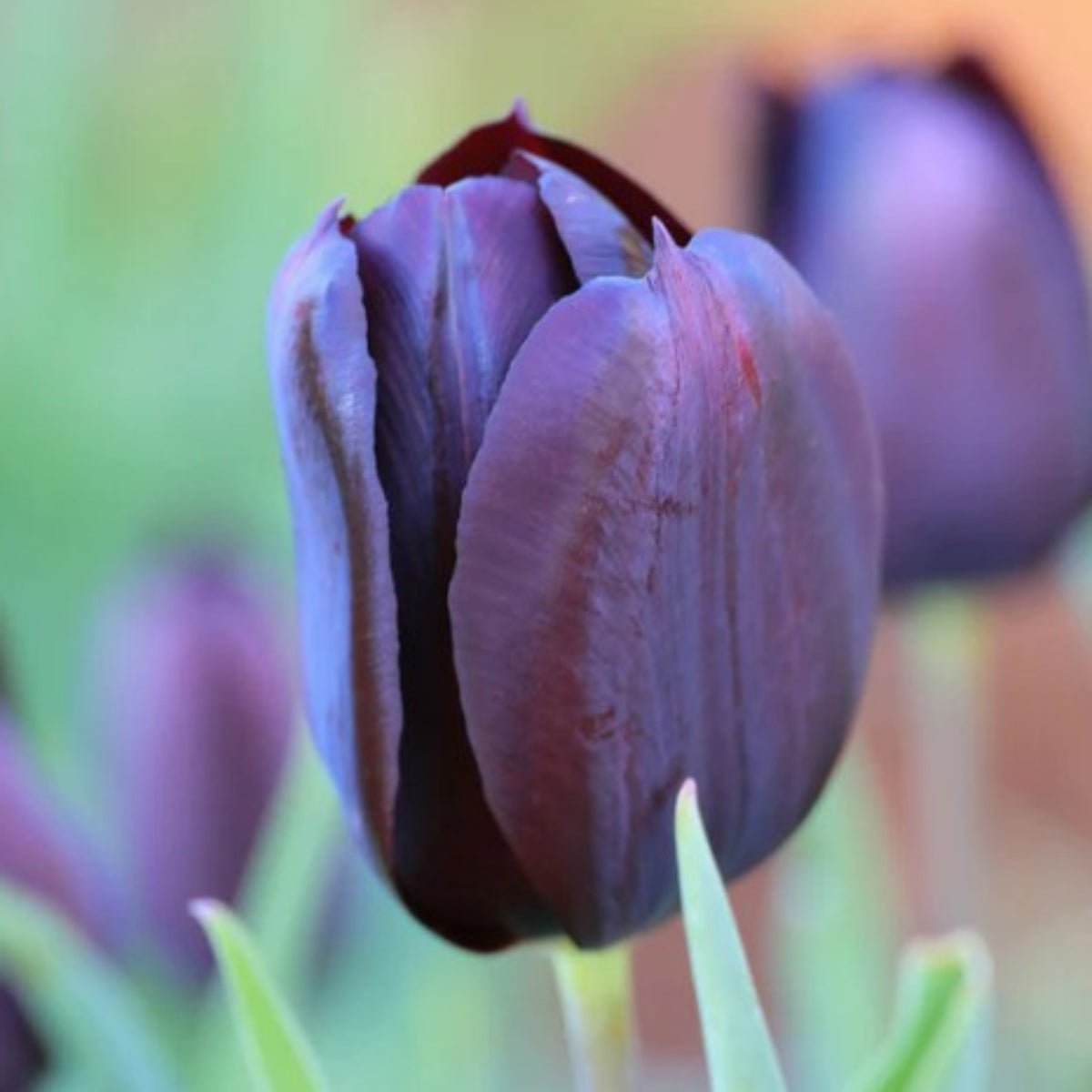 Triumph Tulip ‘Continental’ (Tulipa hybrida) – Dark Purple to Black Blooms - Oldboy&