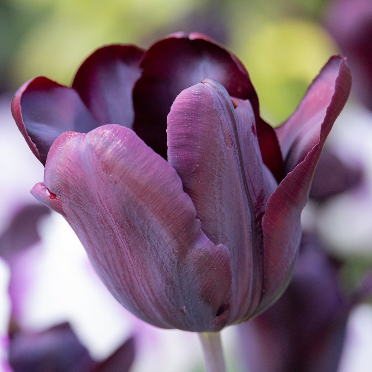 Triumph Tulip ‘Continental’ (Tulipa hybrida) – Dark Purple to Black Blooms - Pre - Order - Oldboy&