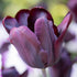 Triumph Tulip ‘Continental’ (Tulipa hybrida) – Dark Purple to Black Blooms - Pre - Order - Oldboy&