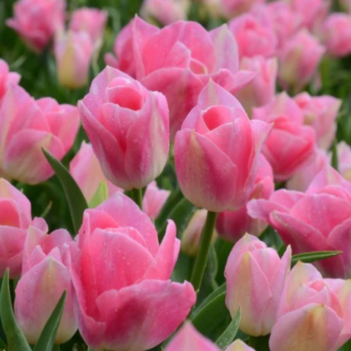 Triumph Tulip ‘Dynasty’ (Tulipa hybrida) – Ice Pink &amp; Ivory Blooms - Oldboy&