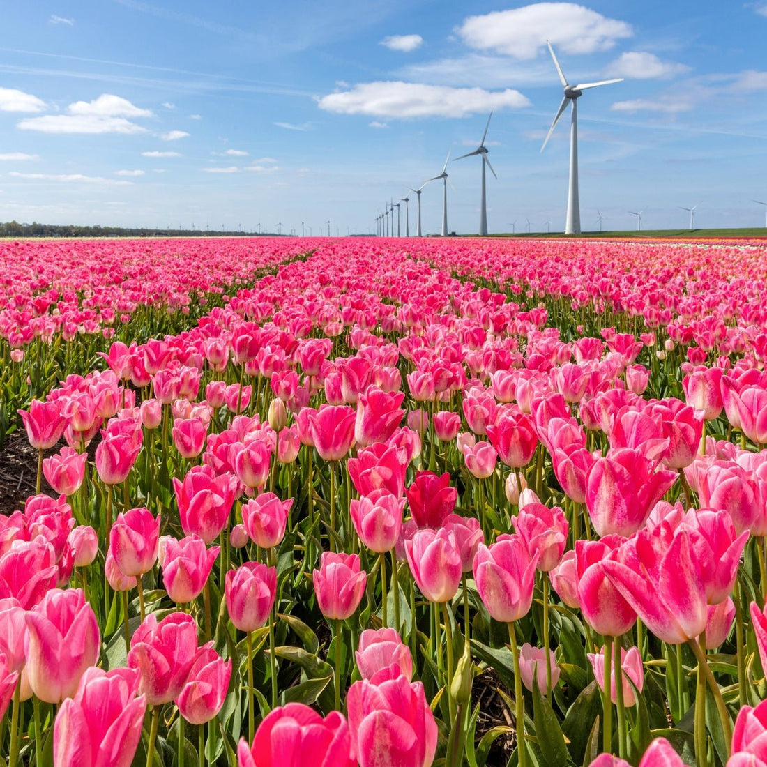 Triumph Tulip ‘Dynasty’ (Tulipa hybrida) – Ice Pink &amp; Ivory Blooms - Pre - Order - Oldboy&