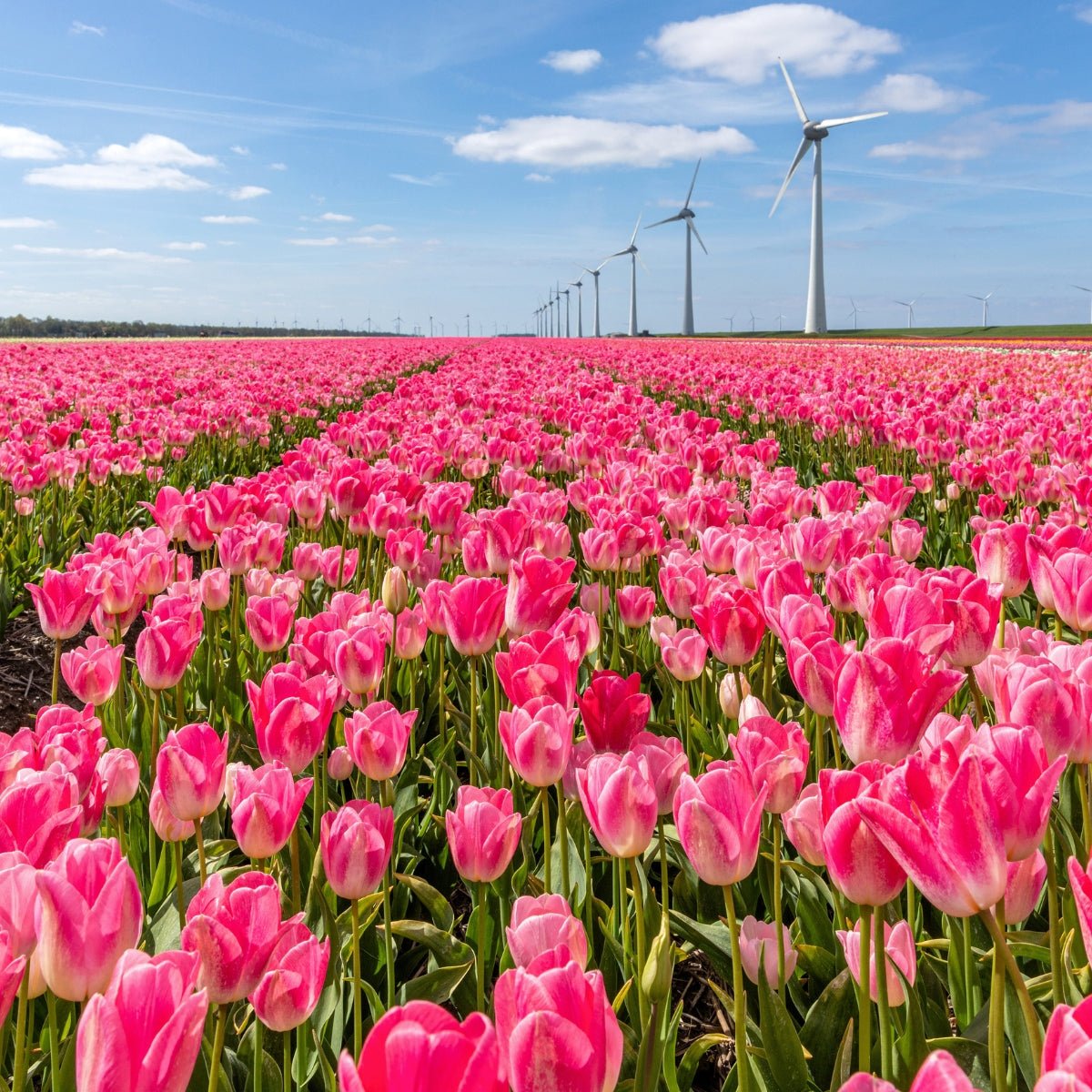 Triumph Tulip ‘Dynasty’ (Tulipa hybrida) – Ice Pink &amp; Ivory Blooms - Pre - Order - Oldboy&
