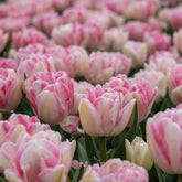 Triumph Tulip ‘Foxtrot’ (Tulipa hybrida) – Pink & cream Double Blooms - Pre - Order - Oldboy&
