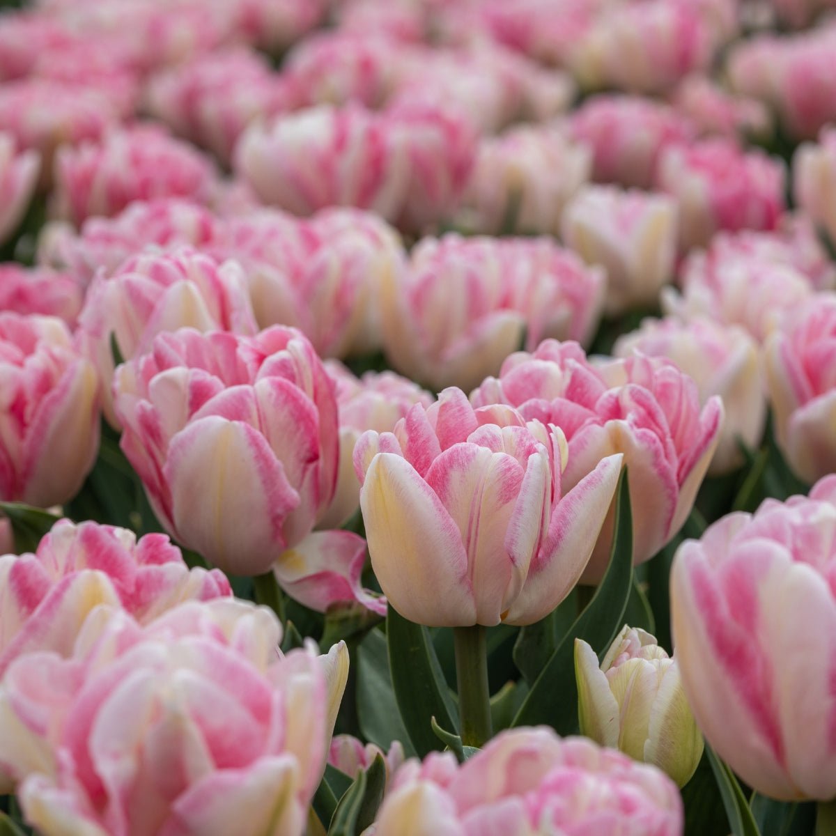 Triumph Tulip ‘Foxtrot’ (Tulipa hybrida) – Pink &amp; cream Double Blooms - Pre - Order - Oldboy&