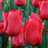 Triumph Tulip ‘Ile De France’ (Tulipa hybrida) – Classic Red Blooms - Oldboy&