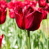 Triumph Tulip ‘Ile De France’ (Tulipa hybrida) – Classic Red Blooms - Pre - order - Oldboy&