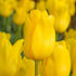 Triumph Tulip ‘Jan van Nes’ (Tulipa hybrida) – Elegant Yellow Blooms - Oldboy&