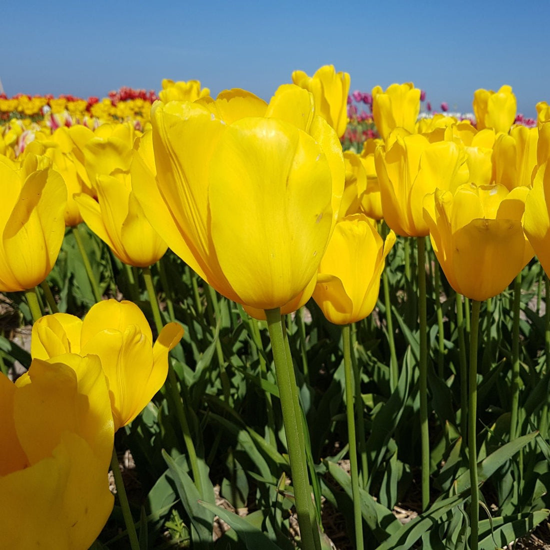 Triumph Tulip ‘Jan van Nes’ (Tulipa hybrida) – Elegant Yellow Blooms - Oldboy&