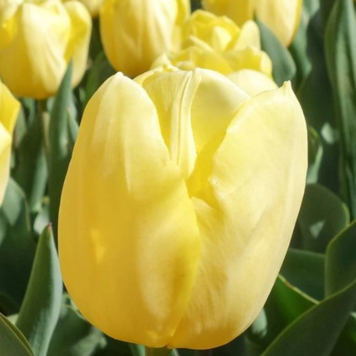 Triumph Tulip ‘Lemon Delicious’ (Tulipa hybrida) – Butter Yellow Blooms - Oldboy&