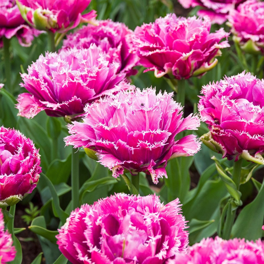 Triumph Tulip ‘Mascotte’ (Tulipa hybrida) – Pre - Order - Oldboy&